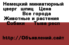 Немецкий миниатюрный(цверг) шпиц › Цена ­ 50 000 - Все города Животные и растения » Собаки   . Тыва респ.